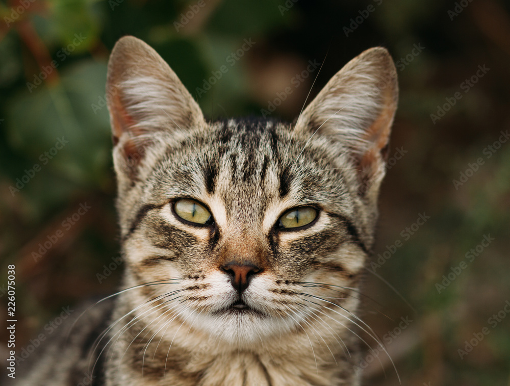 portrait of a cat, striped cat on the street, pet