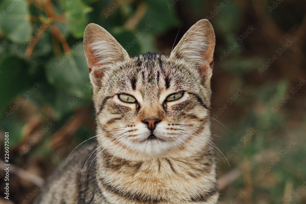 portrait of a cat, striped cat on the street, pet