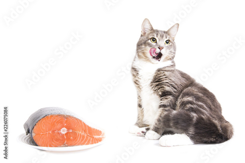 Gray striped cat with red fish on white background. Isolated on white. gray cat licked. Cat wants to eat fish