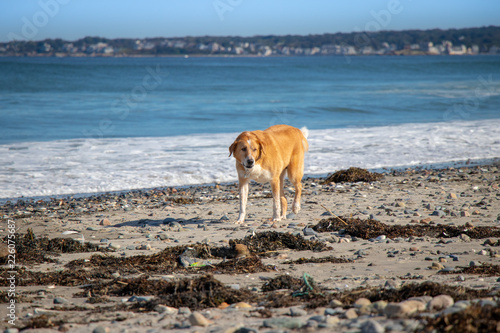 Beautiful labrador retriever dog standing along beach