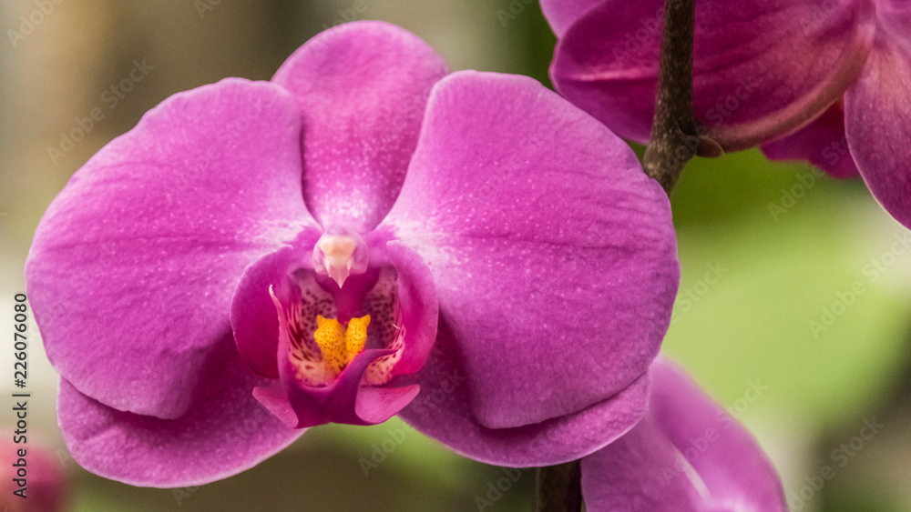 Obraz premium Flower in summer