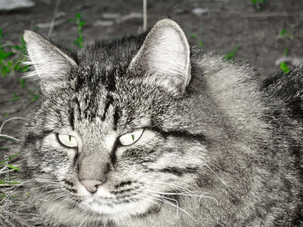 Obraz premium Tabby Сat and green grass