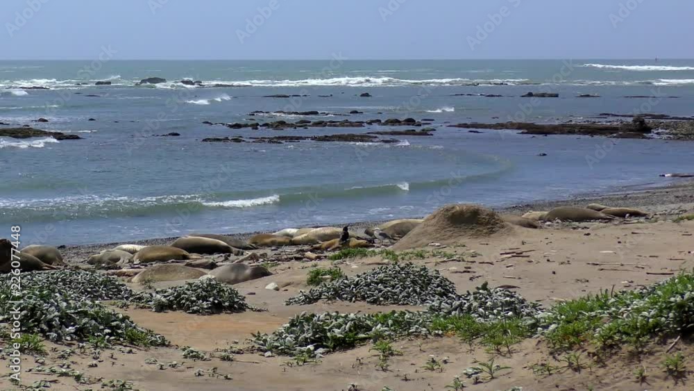 Northern Elephant Seals (Mirounga angustirostris) in the Ano Nuevo State Park in Califonia, USA Northern Elephant Seals (Mirounga angustirostris) in the Ano Nuevo State Park in Califonia, USA