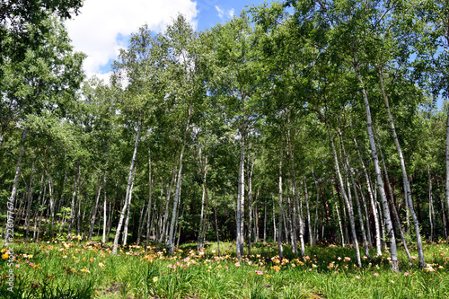 夏の富士見高原 花の里白樺エリア