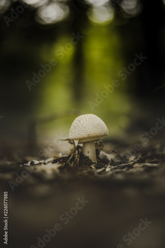 mushroom  © lynx0925