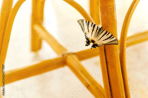 The big butterfly sits on the leg of the wicker table
