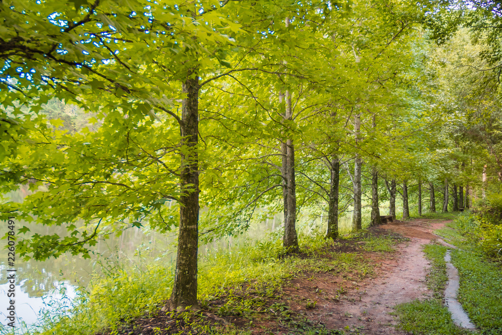 Fototapeta premium árvores beira lago