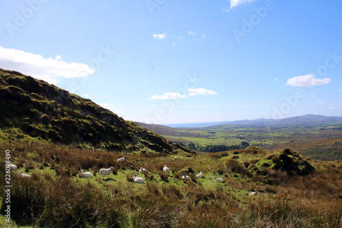  Sheep cliff side on Irish Mountains