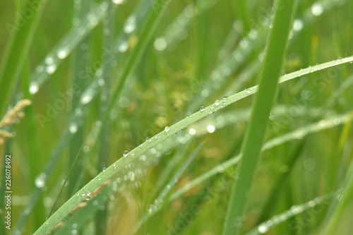 dew on grass