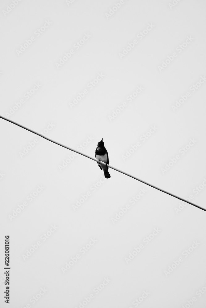 A bird on the wires with clear sky background A bird on the wires with clear sky background