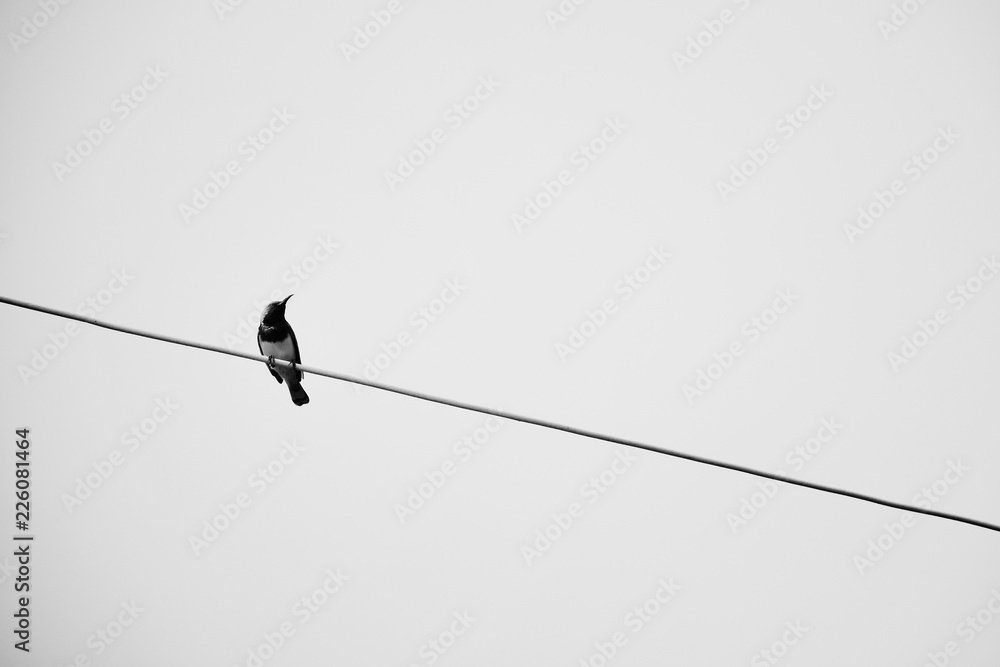 A bird on the wires with clear sky background A bird on the wires with clear sky background