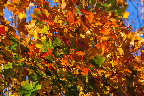 Beautiful autumn maple with big red, orange, yellow and green leaves – magnified fragment of a tree on a background of clear blue sky on a Sunny day