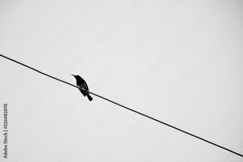 A bird on the wires with clear sky background