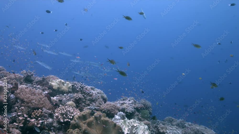 Blackfin Barracudas on the edge of a colorful coral reef. 4k footage Blackfin Barracudas on the edge of a colorful coral reef. 4k footage