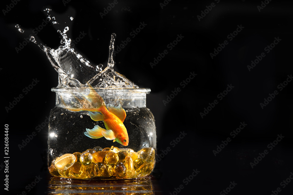 Fish making large splash in small fish bowl Stock Photo