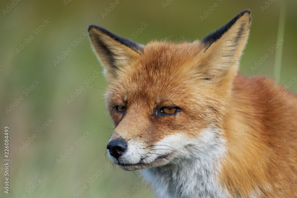 Close up of the face of a staring European red fox (Vulpes vulpes)