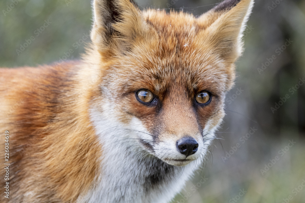 Close up of the face of a staring European red fox (Vulpes vulpes)