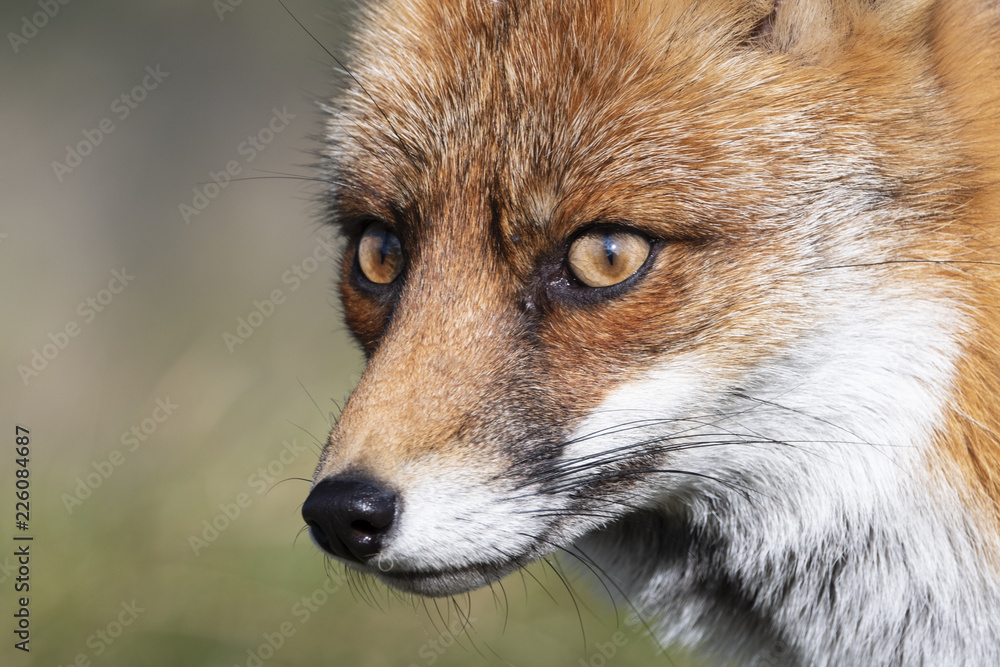 Close up of the face of a staring European red fox (Vulpes vulpes) Close up of the face of a staring European red fox (Vulpes vulpes)