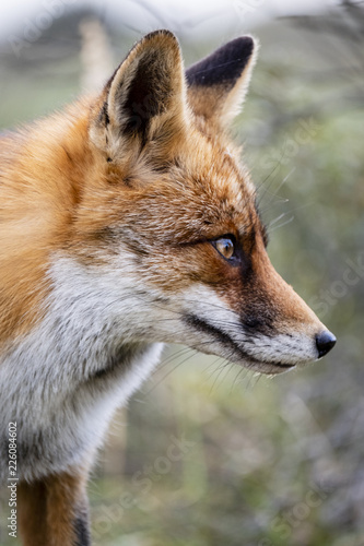 Close up of the face of a staring European red fox (Vulpes vulpes) © itsajoop