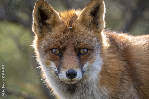 Close up of the face of a staring European red fox (Vulpes vulpes)