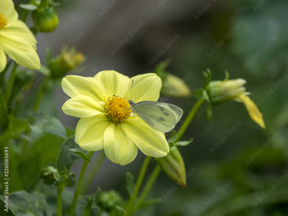 Obraz premium Dahlia à fleurs simples aux pétales de couleur jaune vif