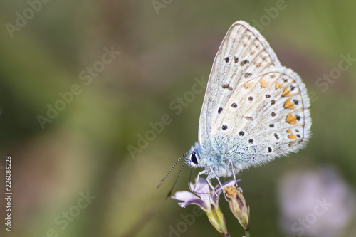 Wallpaper Mural Polyommatus icarus common blue butterfly on a purple flower Torontodigital.ca