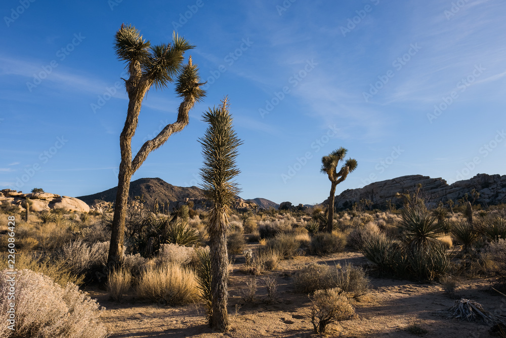 Joshua Trees at Sunset in Joshua Tree National Park in California Joshua Trees at Sunset in Joshua Tree National Park in California