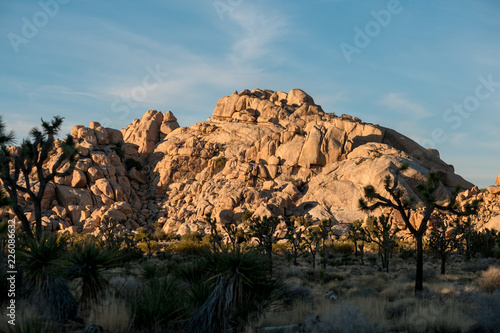 Sandstone Formation Surrounded by Joshua Trees at Sunset in Joshua Tree National Park in California