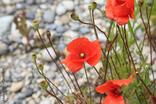 Fototapeta Naklejka Na Ścianę i Meble -  Wilder Klatschmohn