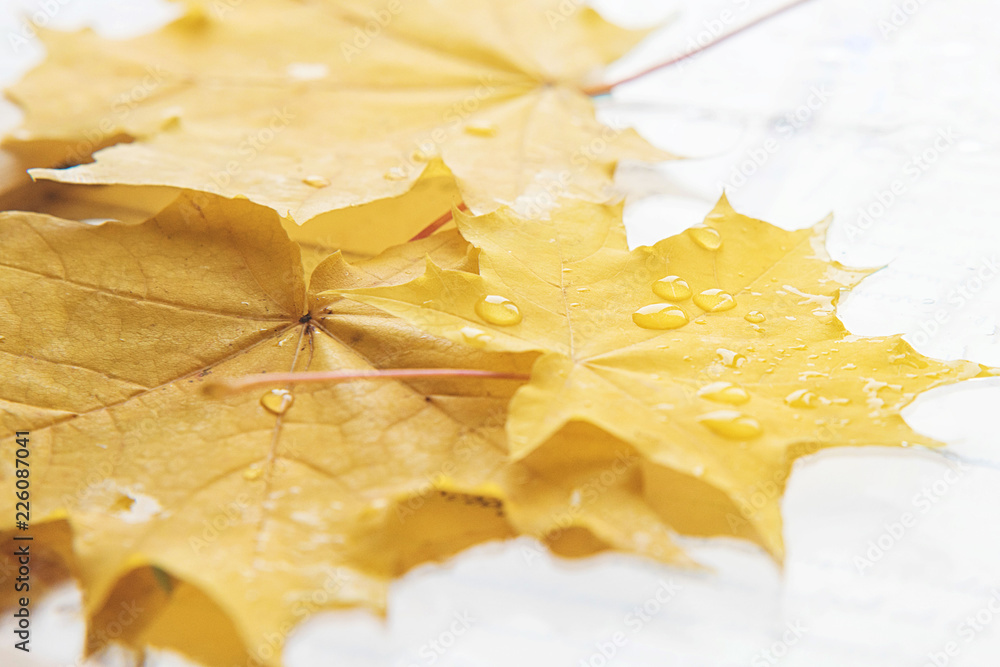 Autumnal leaf of maple. Golden autumn. Autumnal leaf of maple. Golden autumn.