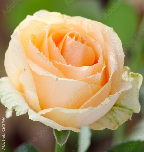 Portrait Rose