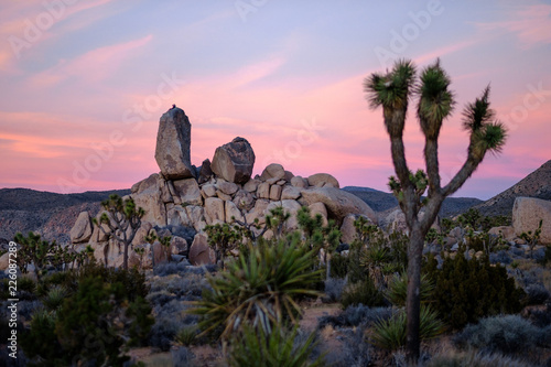 Joshua Trees and Sandstone Formations at Joshua Tree National Park with a Beautiful Sunset