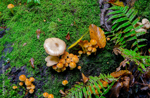 Several autumn mushrooms on green background