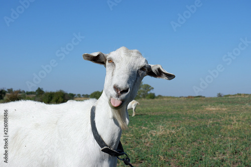Fototapeta Naklejka Na Ścianę i Meble -  The goat is fooling around, grimacing. Animal emotions