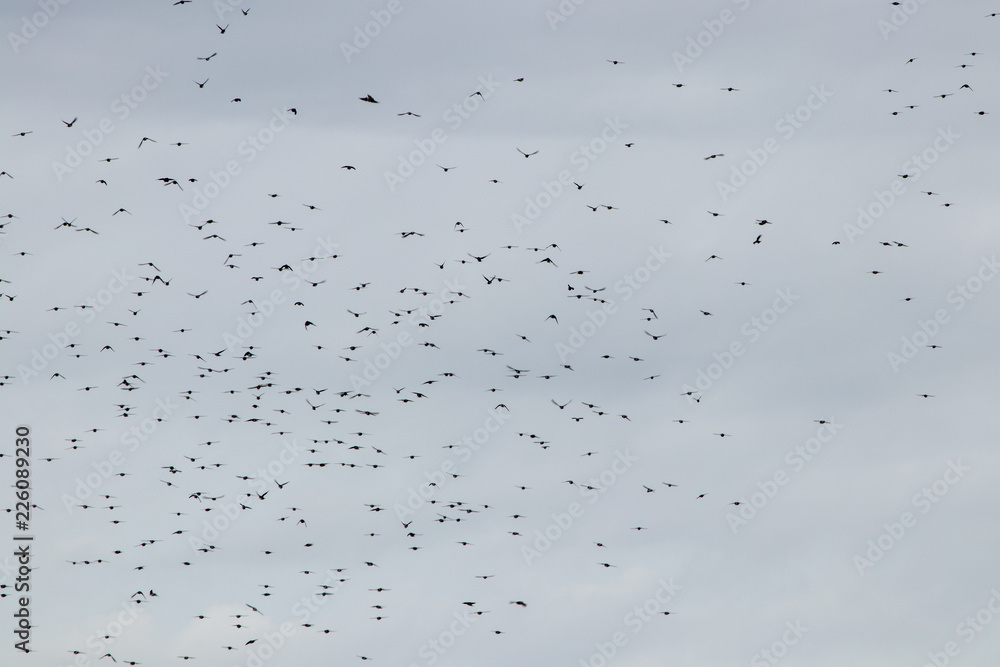 birds migrating on a cloudy day. could be used as a background birds migrating on a cloudy day. could be used as a background