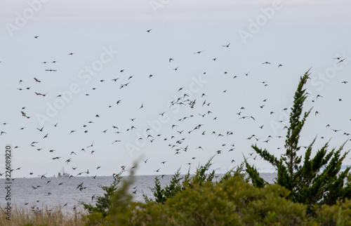 birds migrating on a cloudy day with trees in the foreground