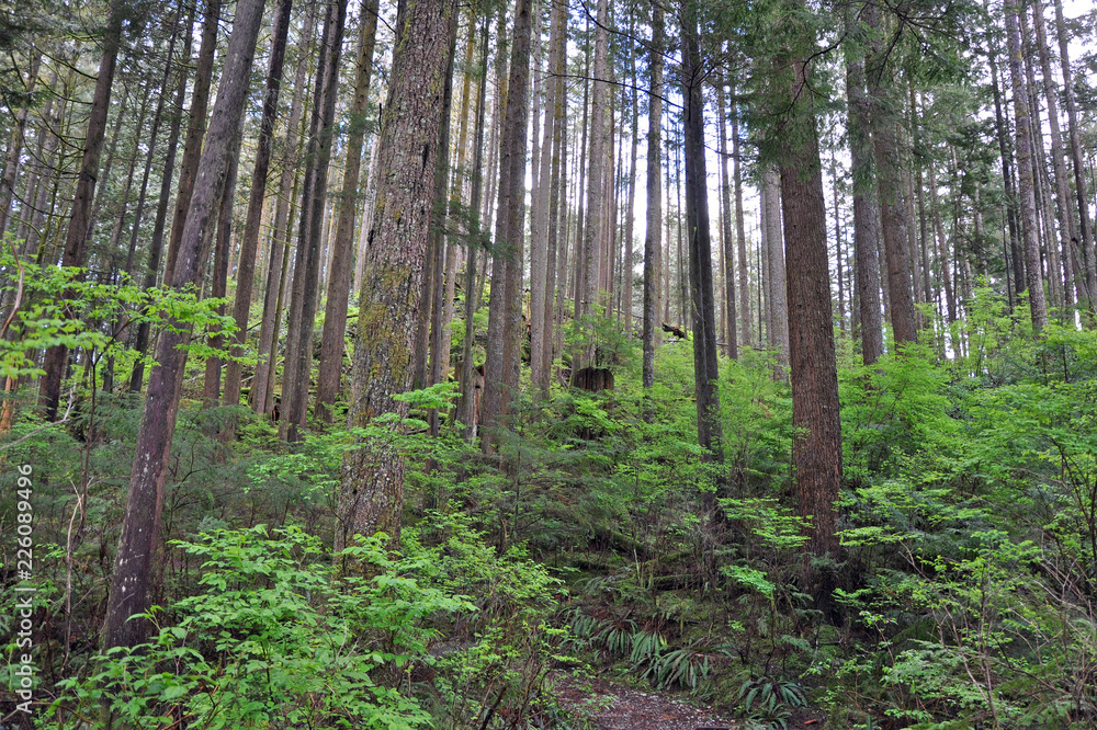 Fototapeta premium Old growth west coast rain forest in Canada