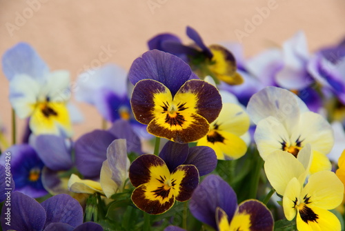beautiful garden flowers for spring in yellow blue colors fresh in the morning