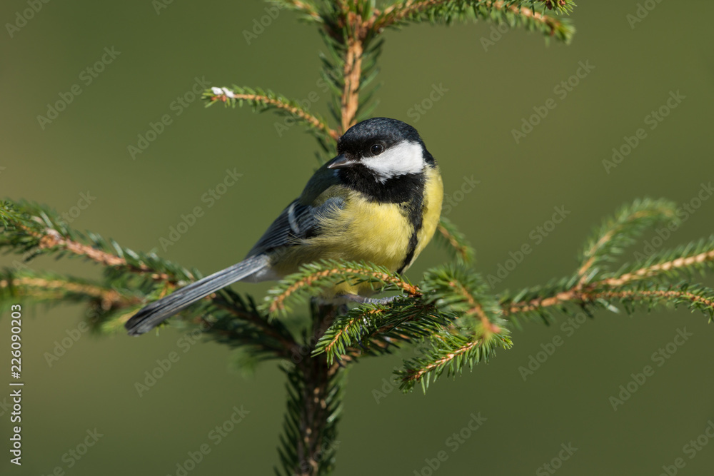Fototapeta premium Bogatka, Parus major