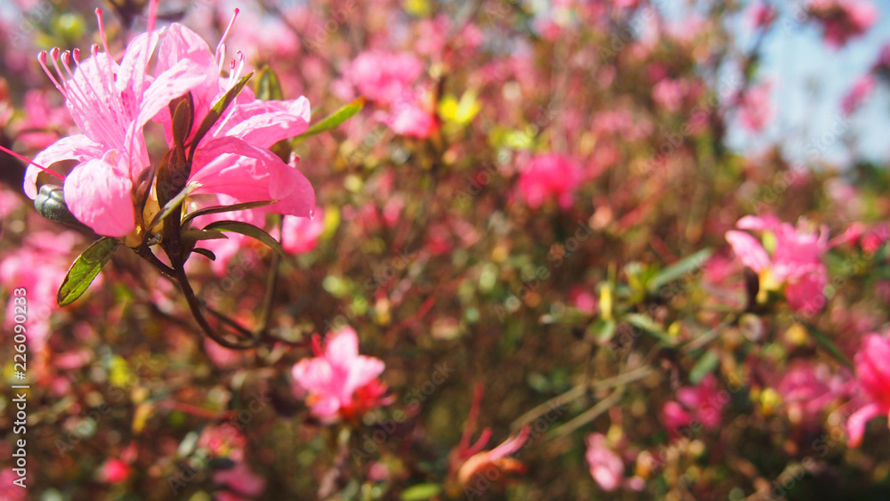 Fototapeta premium Pink Rhododendrons flowers