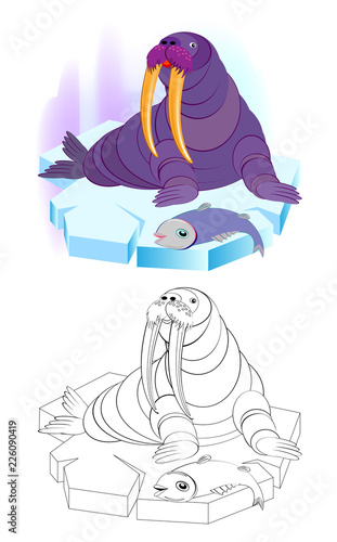Fantasy illustration of cute fairyland walrus sitting on a block of ice. Colorful and black and white pattern for coloring. Worksheet for children and adults. Vector cartoon image.