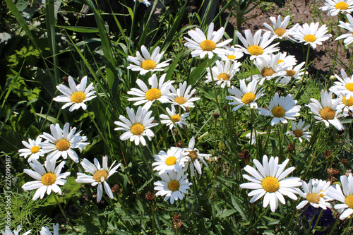 Daisies growing in sunny field