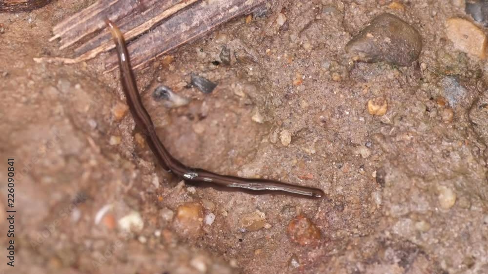 a flatworm is crawling on the soil ground a flatworm is crawling on the soil ground