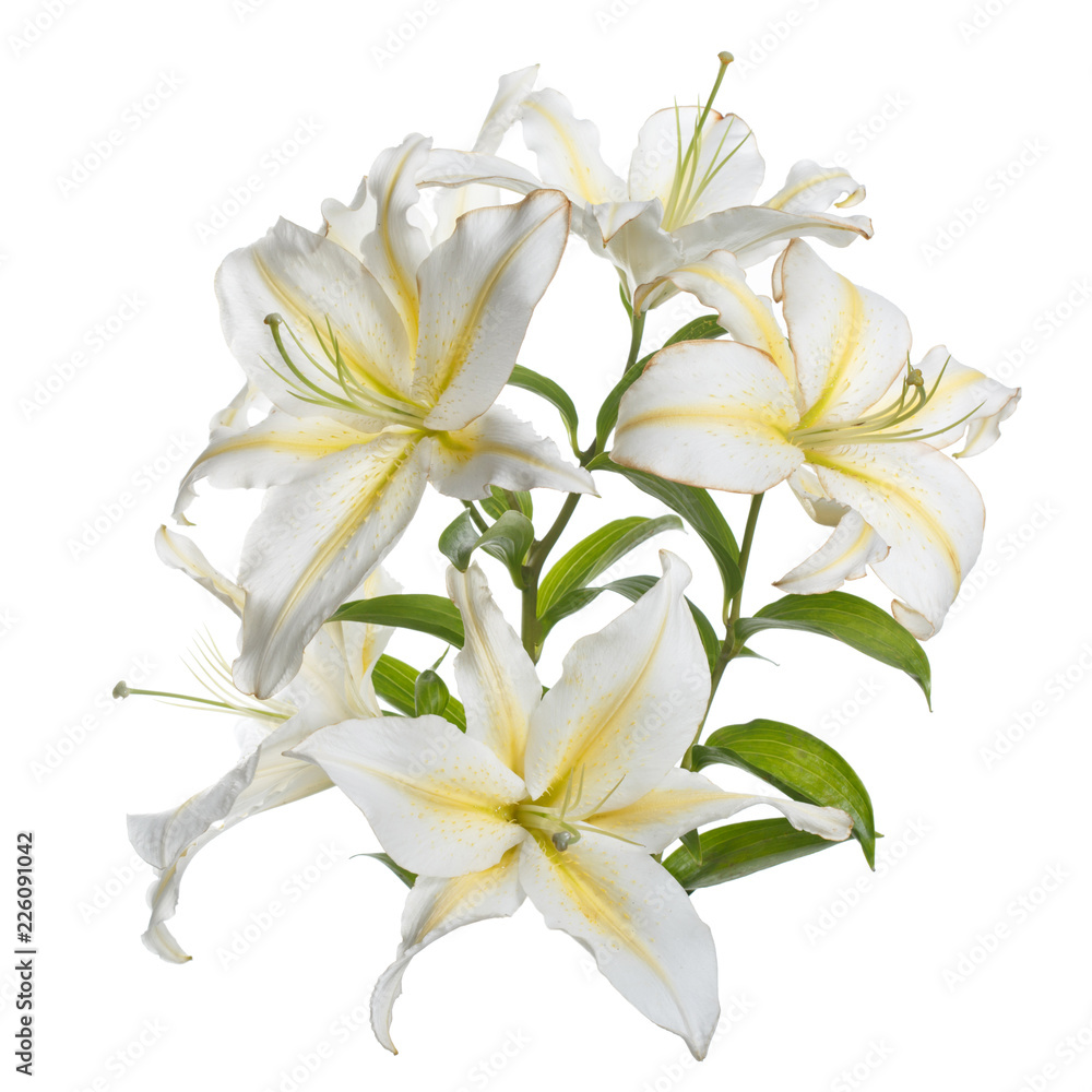 A branch of delicate white-yellow lily flowers isolated.
