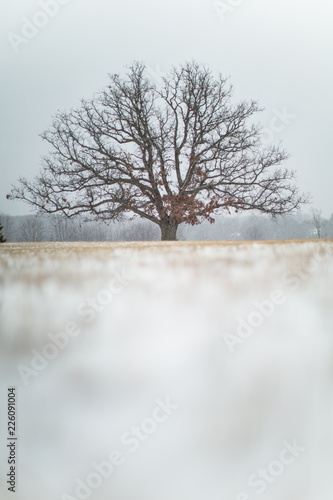 Winter Trees 42