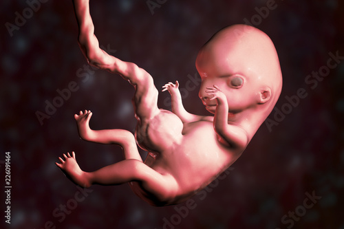 8-weeks human embryo, scientifically accurate 3D illustration photo