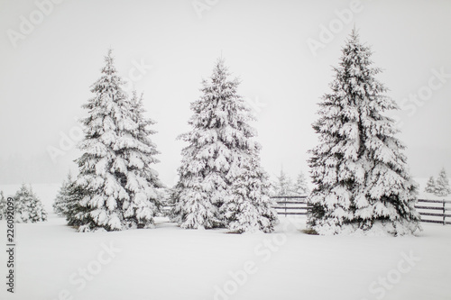 Winter Trees 35