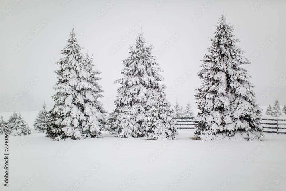 Winter Trees 33