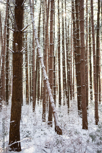 Winter Trees 27