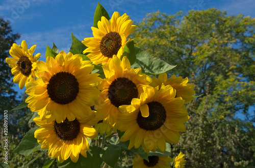 Fototapeta Naklejka Na Ścianę i Meble -  Słoneczniku poziomo